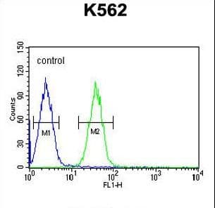 EFHC2 Antibody (aa93-122)