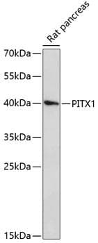 PITX1 Antibody