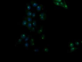 RASSF8 Antibody (clone OTI3F7)