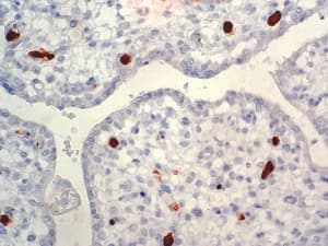 Monoclonal Mouse anti-Human Human Parvovirus Antibody (clone R92F6, Ready-to-Use, IHC)