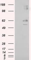 LIPG / Endothelial Lipase Antibody (clone OTI1D9, Carrier-free)