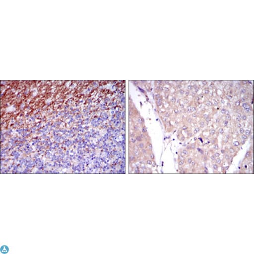 Monoclonal Mouse anti-Human SSEA-1 / Lewis x / CD15 Antibody (IHC, IF)
