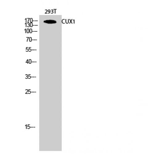 CUX1 / CASP Antibody (10-90 aa, N-terminal)