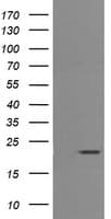 CD3E Antibody (clone OTI3E10, Carrier-free)