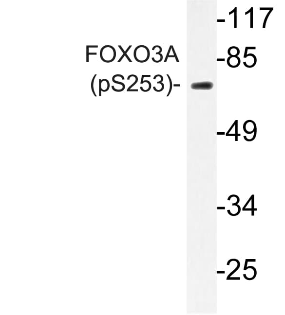 FOXO3 / FOXO3A Antibody (phospho-Ser253)