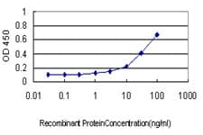 ATF2 Antibody (clone 1E12)