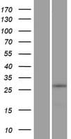 ZNF511 Protein (Over-Expression Lysate Myc-DDK (Flag))