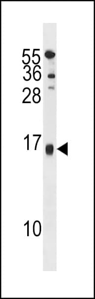 SELM / Selenoprotein M Antibody (aa117-145)