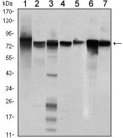STAT5B Antibody (clone 5B3)