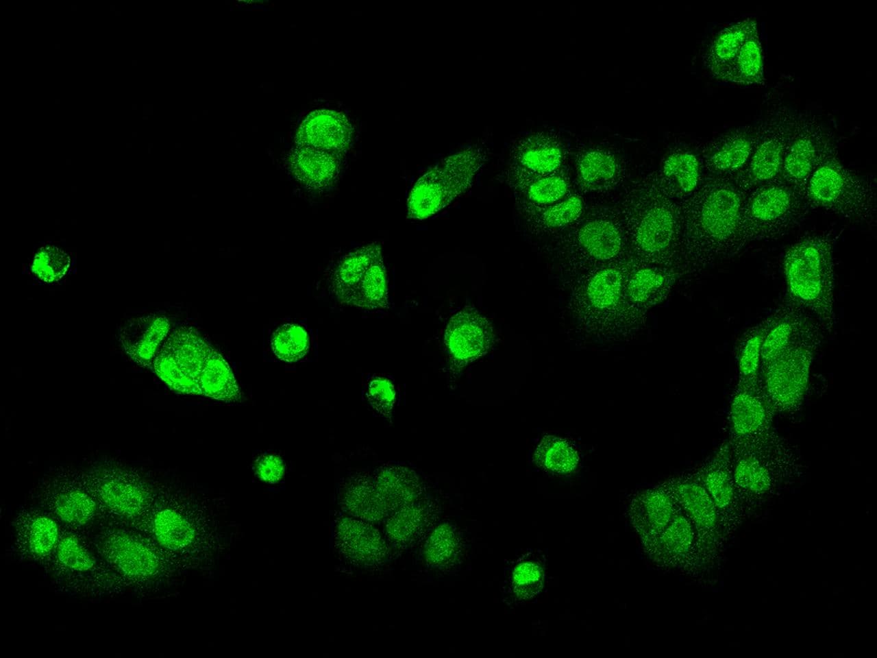 ZNF782 Antibody