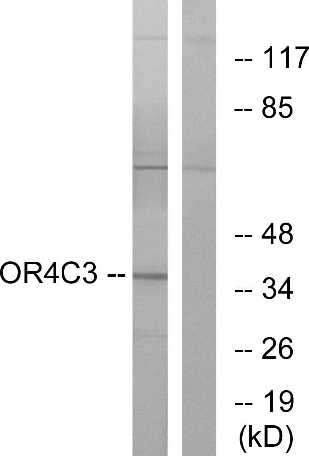 Polyclonal Rabbit anti-Human OR4C3 Antibody (aa196-245, IF, WB)