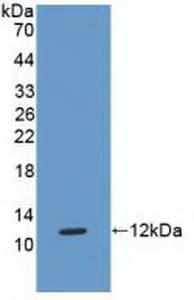 HLA-G Antibody (aa29-117)