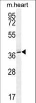 NAA30 Antibody (aa315-343)