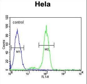 HACD2 / PTPLB Antibody (aa226-254)