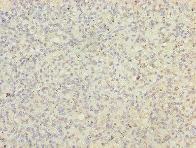 BUD31 Antibody