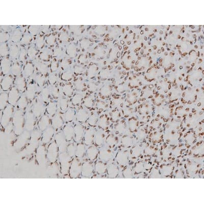EZR / Ezrin Antibody (phospho-Tyr478)