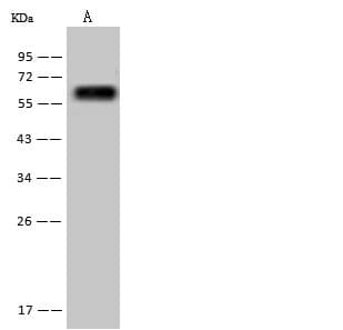 FTCD / 58K Golgi Protein Antibody