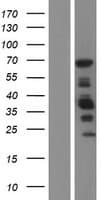 TAGAP Protein (Over-Expression Lysate Myc-DDK (Flag))