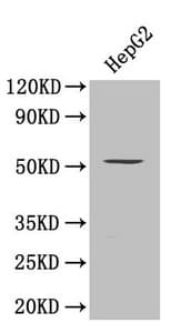 SMAD9 Antibody (aa1-300)