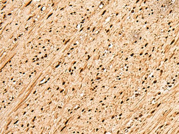 PNRC2 Antibody