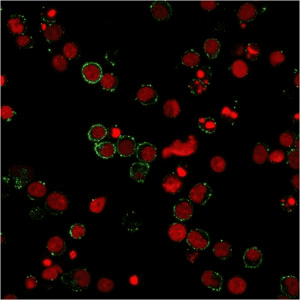 PECAM-1 / CD31 Antibody (clone 158-2B3, Azide-free, BSA-free)