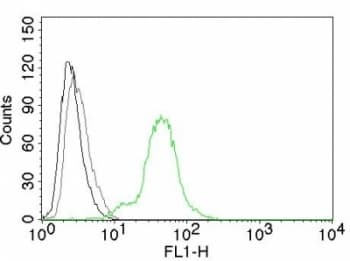 ESR2 / ER Beta Antibody (C-Terminus, clone ESR2/686, Ready-to-Use)