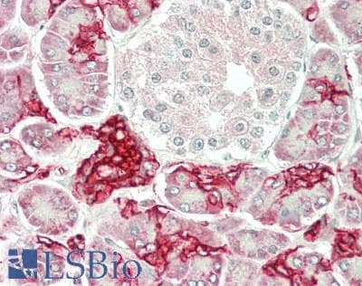 IHC-plus™ AQP1 / Aquaporin 1 Antibody (clone 10C11)