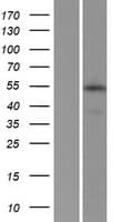 C17orf85 Protein (Over-Expression Lysate Myc-DDK (Flag))