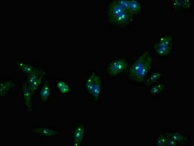 LASS5 Antibody