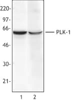 PLK1 / PLK-1 Antibody (clone 3F8)
