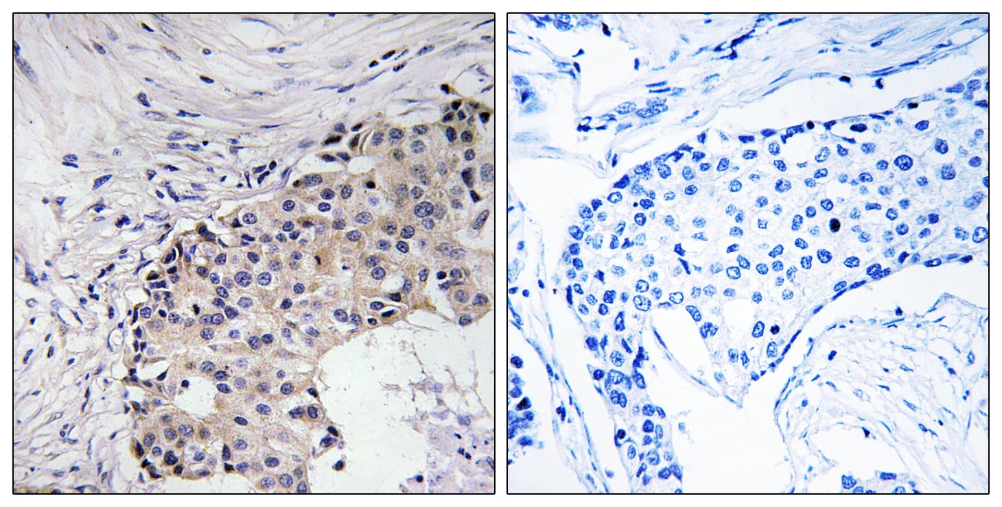 SCARF2 Antibody (aa677-726)