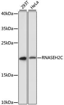 RNASEH2C / AGS3 Antibody
