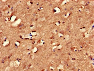MYRIP Antibody