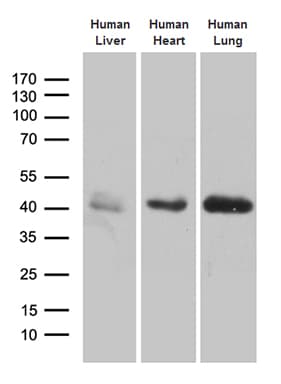 AZGP1 / ZAG Antibody (aa21-298, clone OTI2H3)