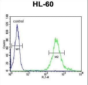 Polyclonal Rabbit anti-Human METT11D1 Antibody (aa88-116, IHC, WB)