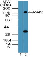 Polyclonal Rabbit anti-Human ASAP2 / DDEF2 Antibody (aa700-750, WB)