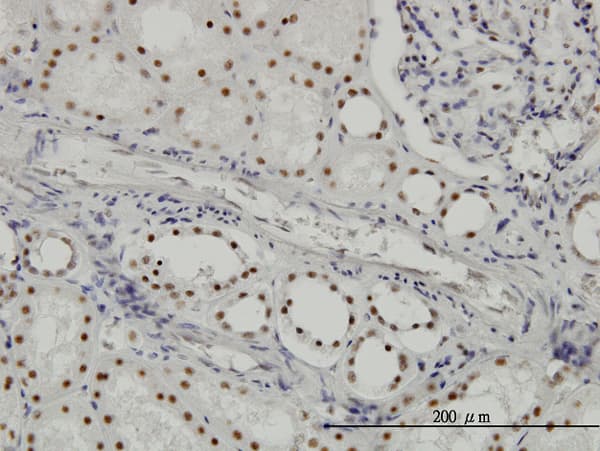 SF3B2 Antibody (clone 5D2)