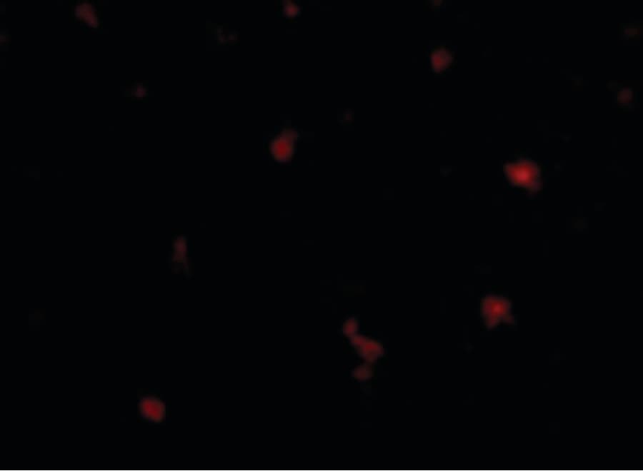 IHC-plus™ FEZ2 Antibody