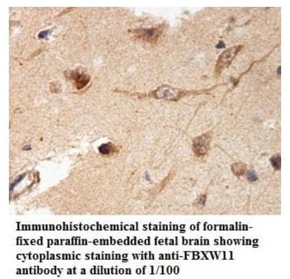 FBXW11 Antibody (aa335-524)