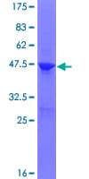 Human ARL8 / ARL5B Protein (Recombinant GST)