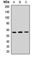 PAX7 Antibody