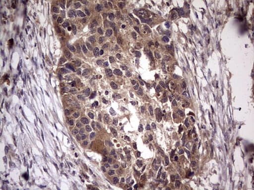 UFD1L Antibody (clone OTI8G6)