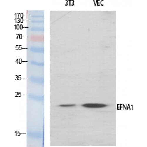 EFNA1 / Ephrin A1 Antibody (40-120 aa, Internal)