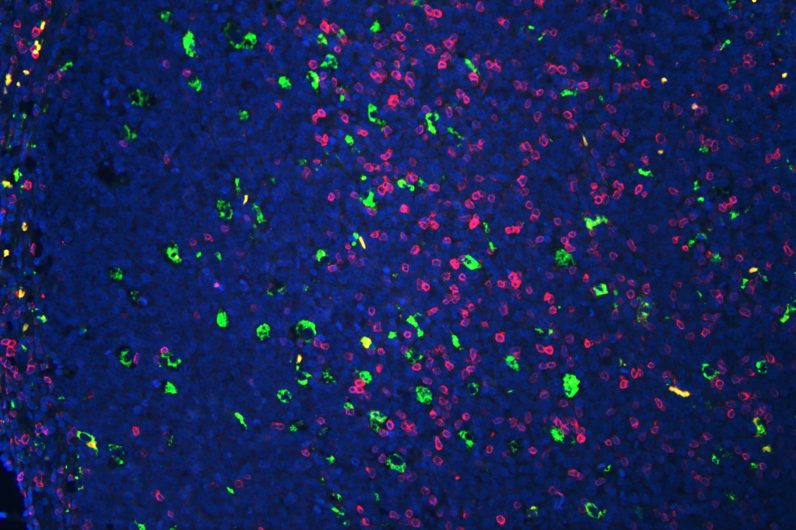 CD3E Antibody (aa23-207)