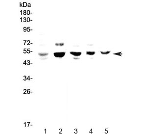 Polyclonal Rabbit anti-Human NFIB Antibody (IHC, WB)