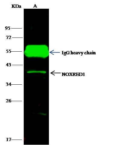NOXRED1 / C14orf148 Antibody (Preservative Free)