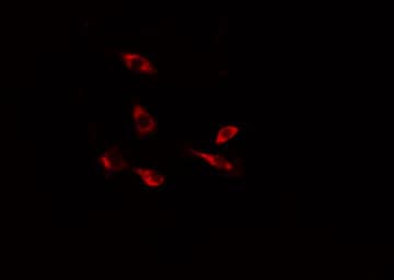 Polyclonal Rabbit anti-Human DUSP9 Antibody (IHC, IF, WB)