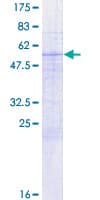 Human GOSR2 / Membrin Protein (Recombinant GST)