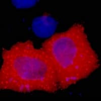 Monoclonal Mouse Hemagglutinin / HA Tag Antibody (IF, WB)