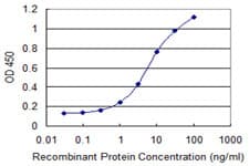 Monoclonal Mouse anti-Human DAP Antibody (clone 3C5, WB)
